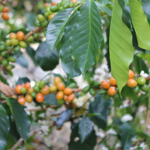 RUTA DEL CAFÉ